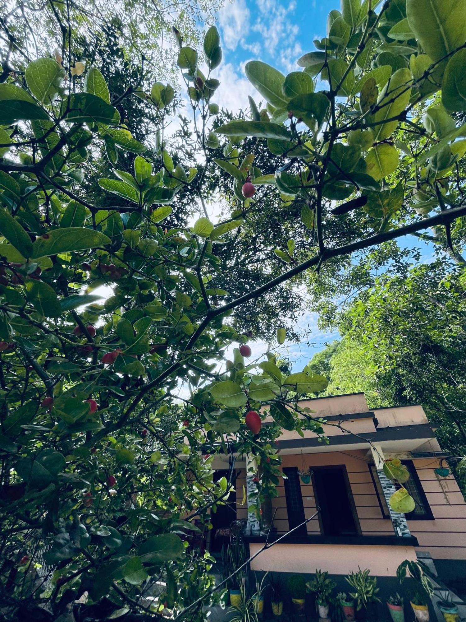Marari Kallyani Beach Homestay 马拉利库兰 外观 照片